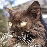  Sibirische KatzeBasilika von der Gronau